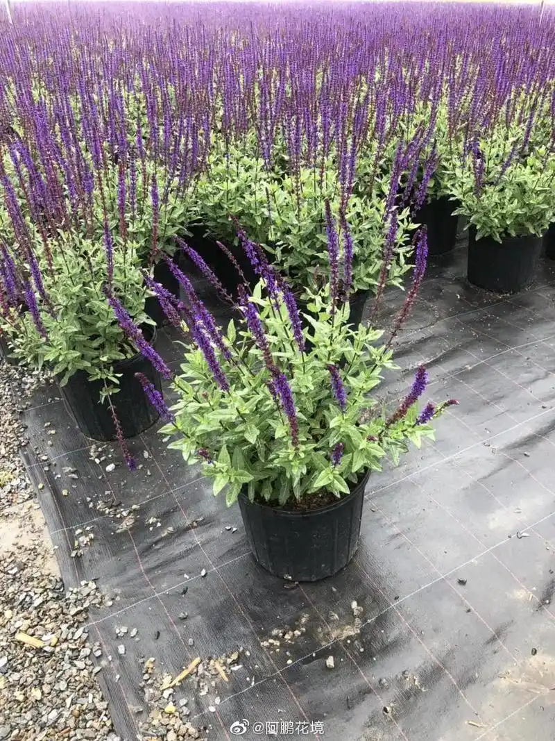 卡拉多纳鼠尾草