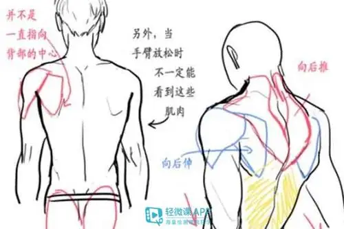 【教程】 动漫男人背部肌肉的画法 -轻微课画画网校