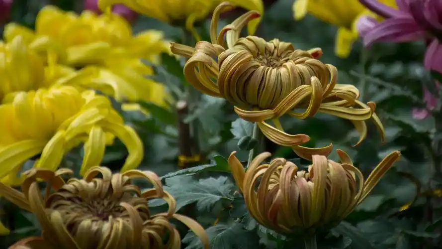 2020上海共青森林公园菊花展(上集)