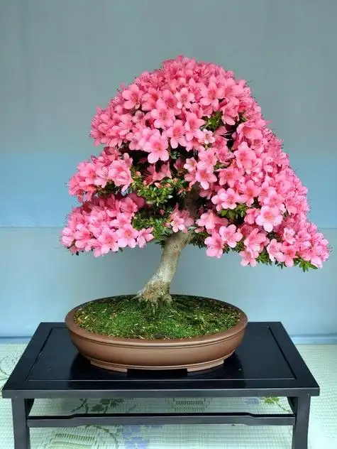 杜鹃盆景具有根干苍劲,叶片稠密,开花娇艳的优点,深受广大人们喜爱.