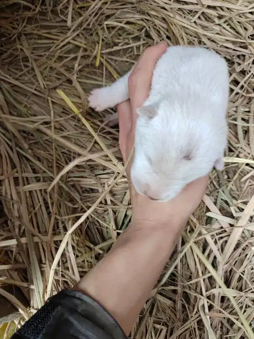 刚出生不久的小土狗