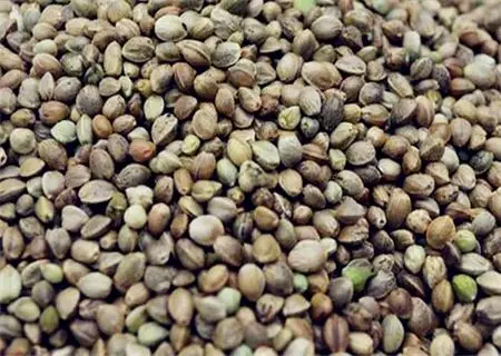 火麻仁价格多少钱一斤主要产地在哪里什么时候采收最好