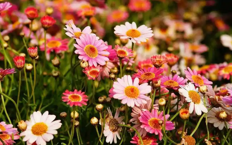 美丽的波斯菊秋英