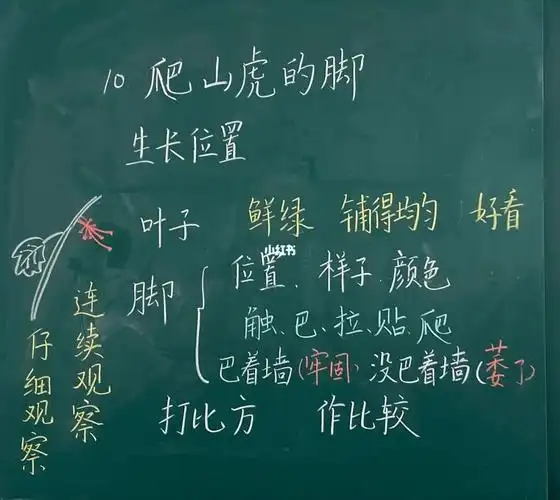 爬山虎的脚板书设计