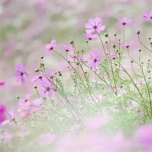 唯美格桑花头像图片 幸福生活和好运的美好愿望和感情_植物头像_头像