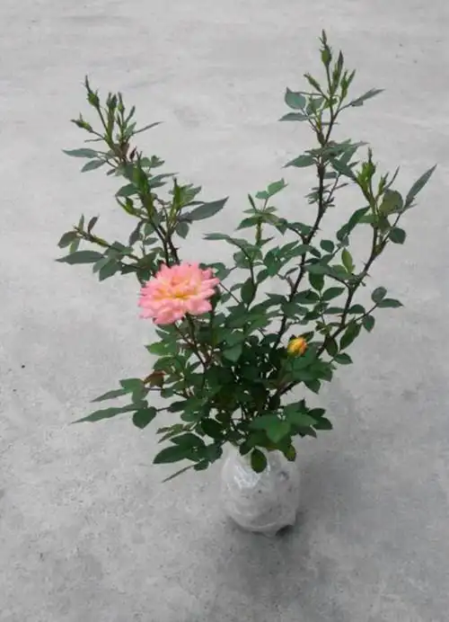 五彩斑斓的月季花之缩小篇——婴儿假面舞会