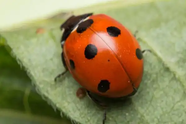 它属于节肢动物门鞘翅目瓢虫科,是一种捕食昆虫.