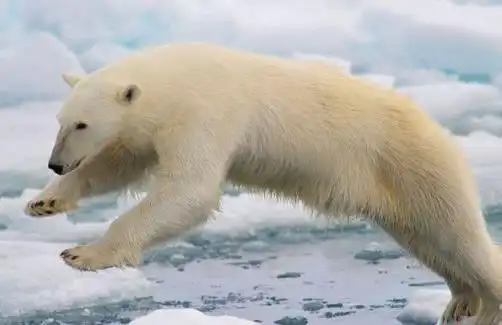 最大的熊——北极熊(800公斤)