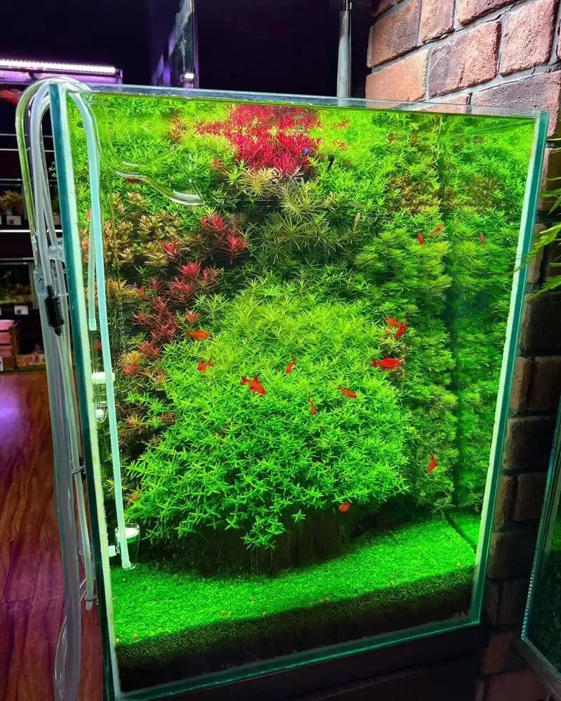 草缸造景欣赏45×45×60cm