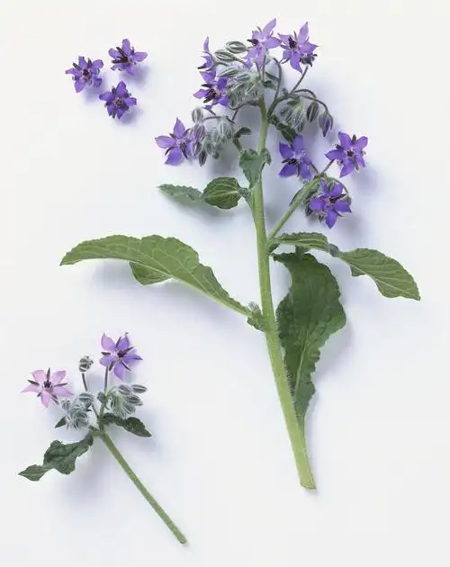 二歧聚伞花序 (植物)