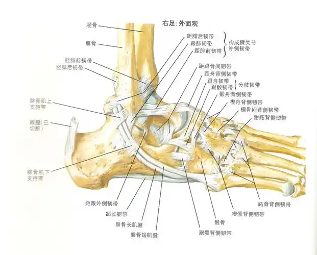 踝关节 踝关节解剖分析(高清图文详解)