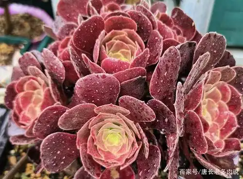 状态正佳的紫羊绒法师