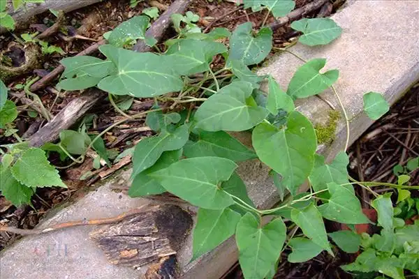首乌藤的功效与作用 - 百刻说