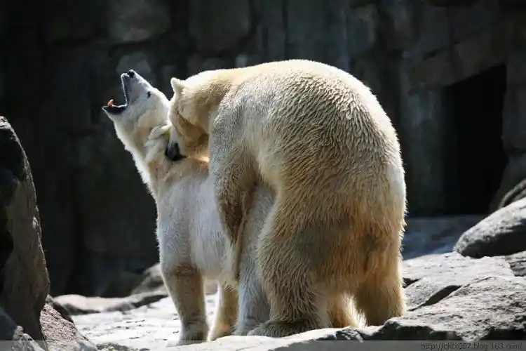 北极熊求爱交配全过程怕"老婆"