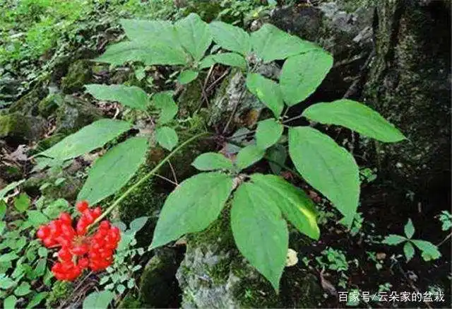 此物人称"千年野山参",价值极为珍贵,据说会有猛兽毒蛇守护!