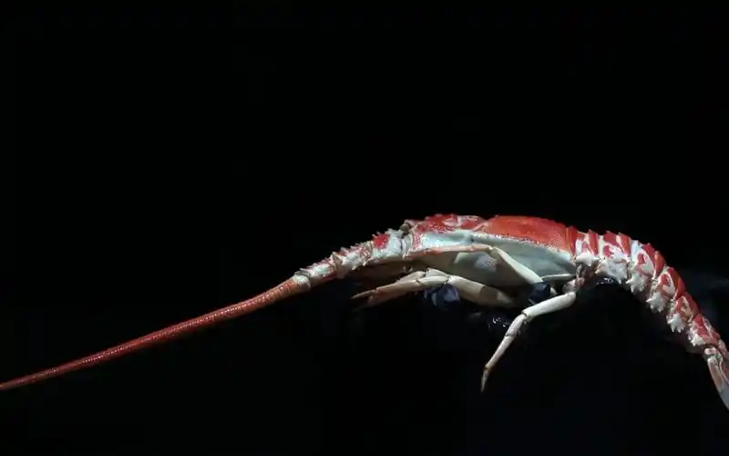 三角脊龙虾 linuparus trigonus ハコエビ 箱虾