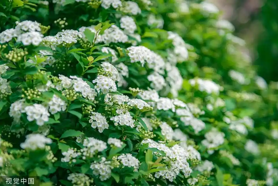 临沂:菱叶绣线菊盛开