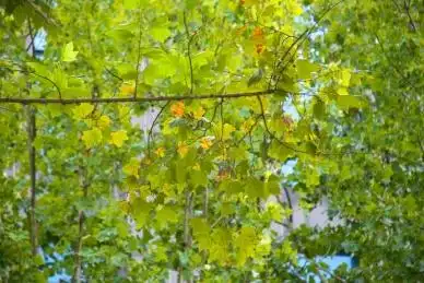 枝繁叶茂的法国梧桐 行道树之王悬铃木