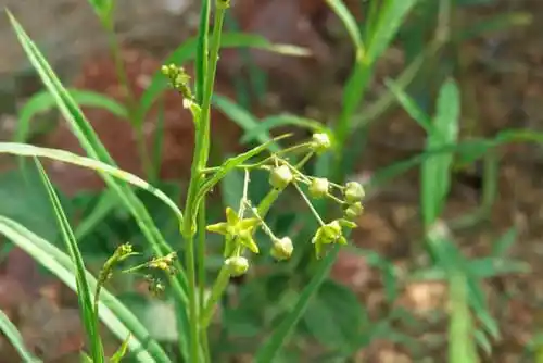 李世民与中药徐长卿的故事-野史解密