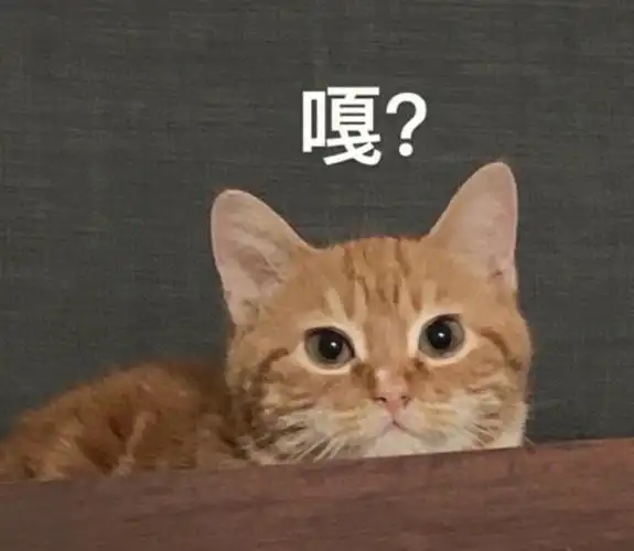 嘎懵圈但可爱无脑但有灵性