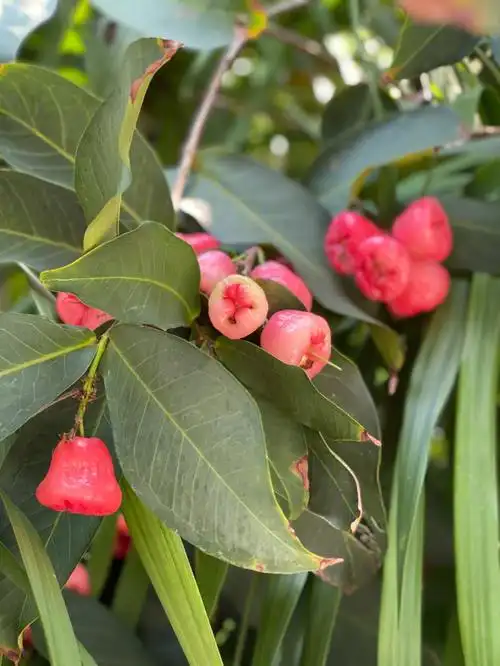 第一次看见长在树上的莲雾