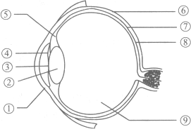 下图是人眼球结构示意图,请据图回答问题.