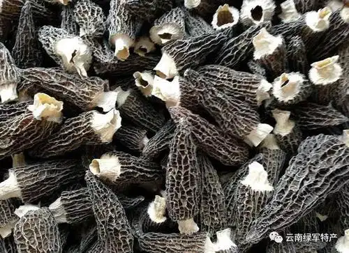 2018新鲜野生羊肚菌上市,对比一下野生羊肚菌和人工羊肚菌的差异!