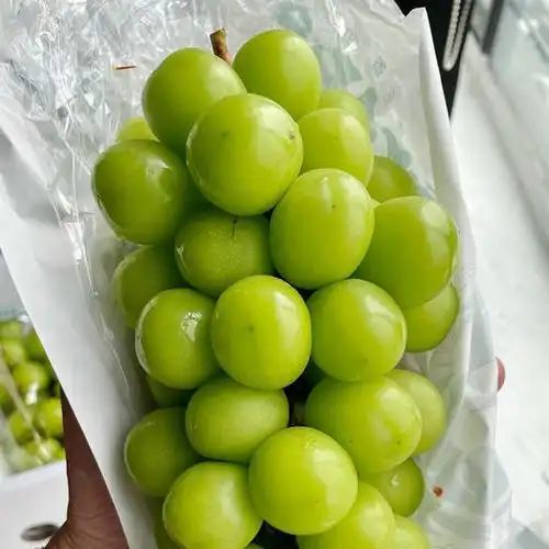 精品阳光玫瑰来自云南的阳光玫瑰高积温干热河谷产区国内上乘品质3串