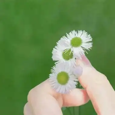 高清好看的小清新绿色女生真人头像