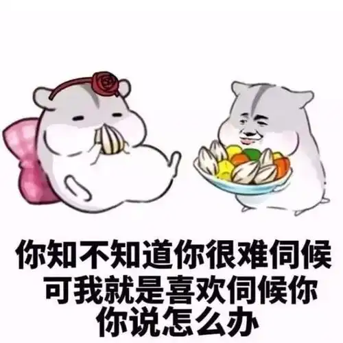 仓鼠哄女朋友必备表情包乖不闹了好不好