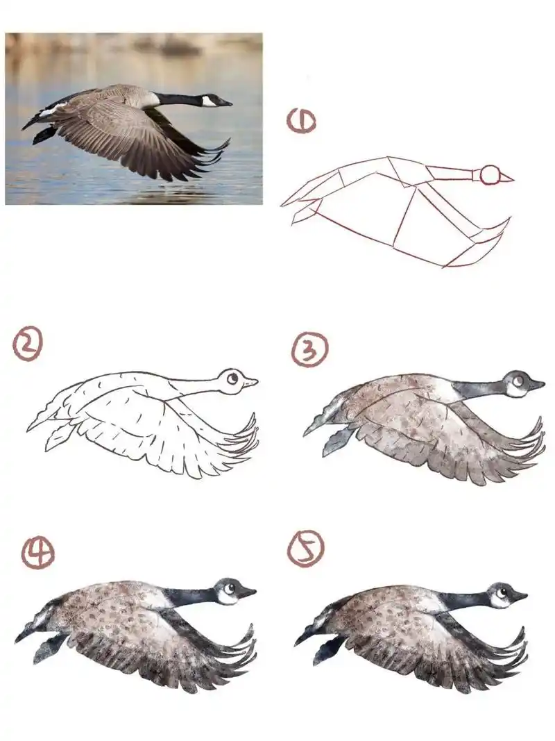 如何画一只大雁?