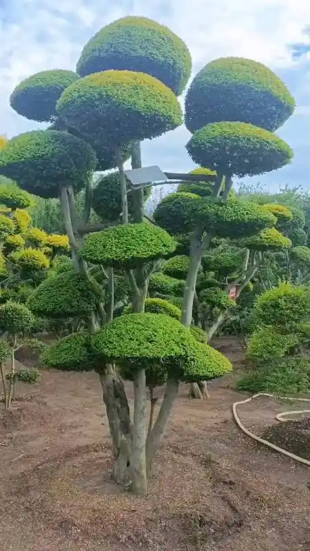 亮晶女贞造型树四季不落叶适合庭院别墅栽植