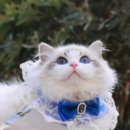 脸脸是我喜欢的,花色也是完美的#娃娃脸布偶猫#我家宠物好可爱#吸猫