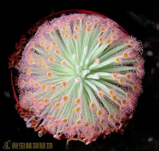 食虫植物-鹦鹉瓶子草(s.psittacina)虾笼食虫草绿植盆栽趣味