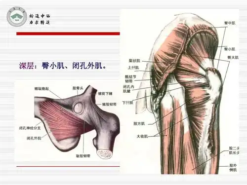深层:臀小肌,闭孔外肌.