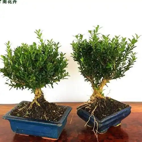 一本三杆黄杨盆景图片(一本三杆黄杨盆景图片修剪技术)