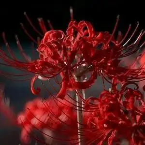 彼岸花观察室头像