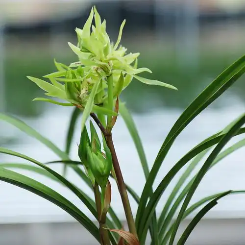 春兰花开富贵极品矮种兰花浓香香兰花苗好养花卉时令草本花卉
