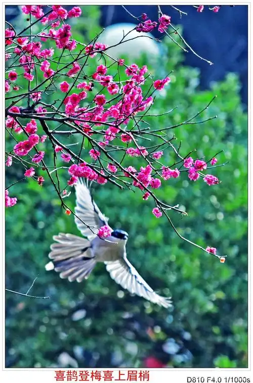 喜鹊登梅《二》(副本)