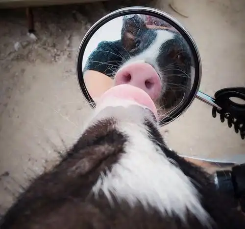 "镜子实验"是经常对动物们做的一个实验,考察动物们的认知力.