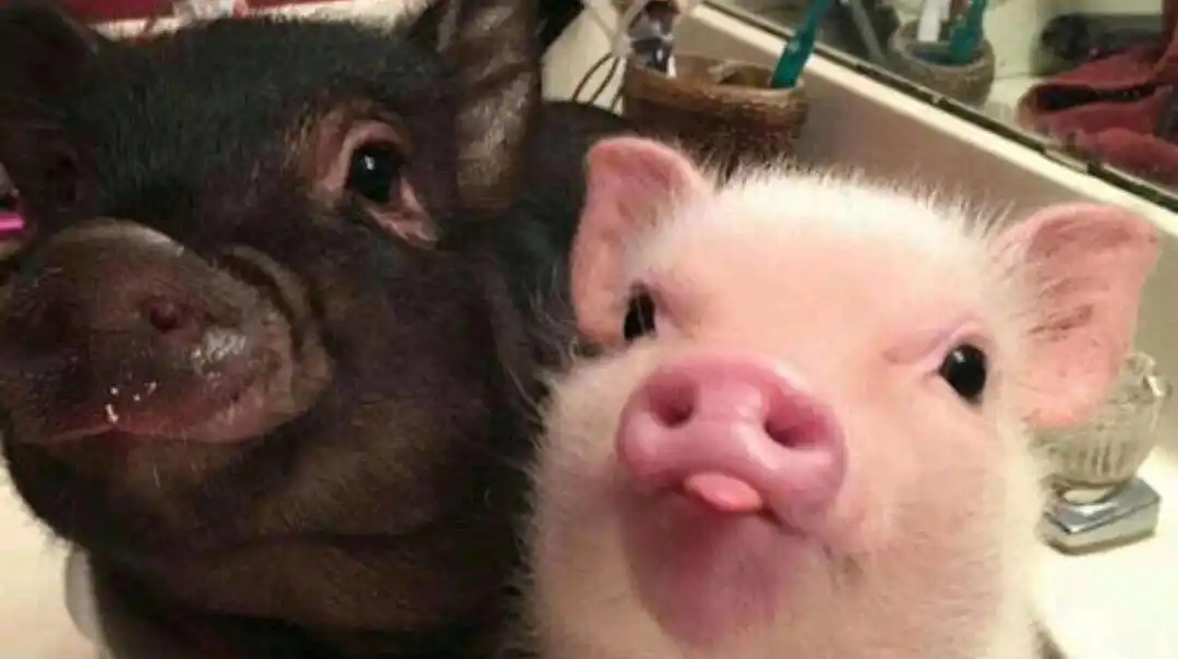 二师兄还是那么可爱