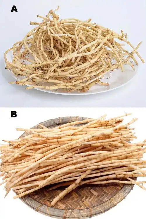 选b答案:a(这题最直观的辨别方式是——尝一下~比较直的是白茅根,也叫