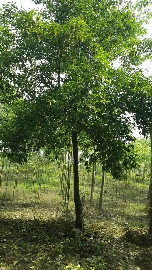 供应各种规格蜡树