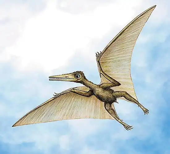 中国西北戈壁地区发现远古飞行爬行动物化石