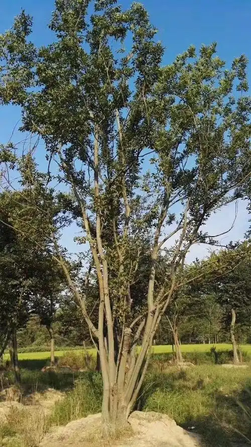 基地直发:南安市10公分朴树质量好