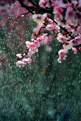 三月桃花雨