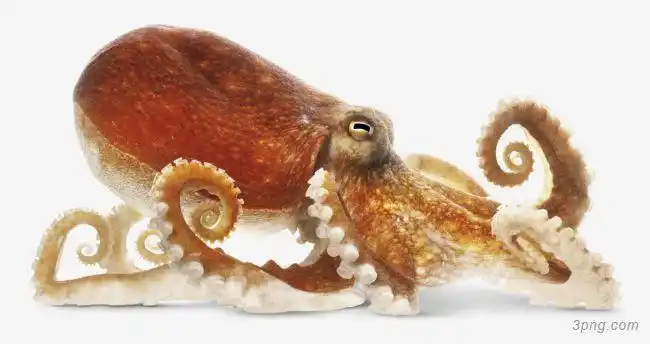 章鱼png素材透明免抠图片其他元素