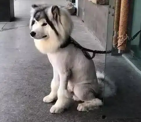 夏日误区:给阿拉斯加犬"剃光"毛发,你可知道危害?