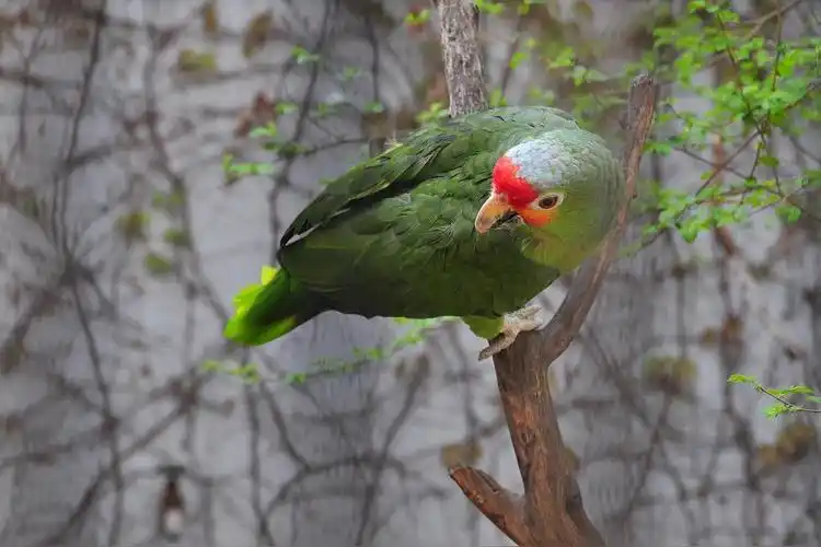 红颈亚马逊鹦鹉