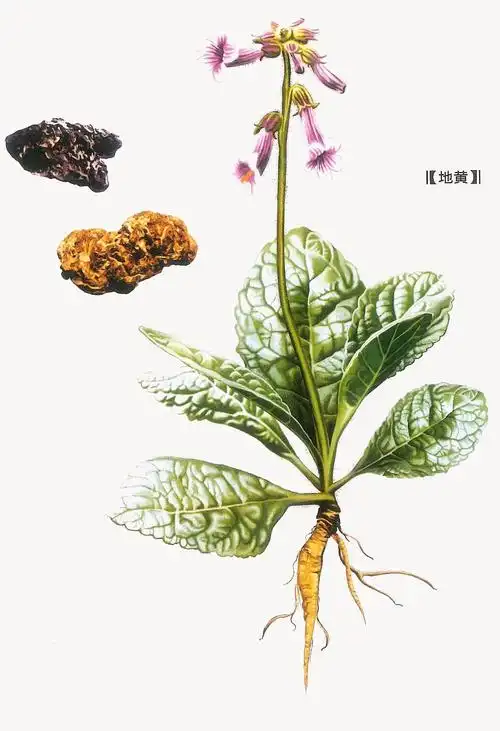 熟地片的功效与作用-我的快乐小窝